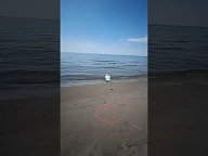 Видеоклипы  для души