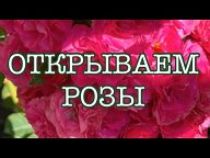 Секреты ухода за розами