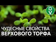 Грунт