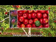 МОИ АВТОРСКИЕ ВИДЕО
