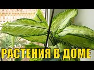 ЮРИЙ ГАВРИШ