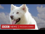 Собаки / лучшие видеоролики