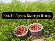 ЯГОДЫ
