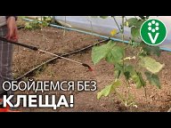 От вредителей