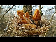 СМОРЧКИ, СМОРЧКОВАЯ ШАПОЧКА. Съедобные грибы. (Morchella, Verpa)