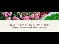 Компания Розалия