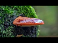 ПЕЧЁНОЧНИЦА. Съедобный гриб. (Fistulina hepatica)