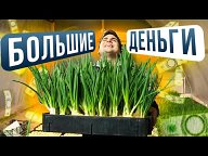 Гидропоника