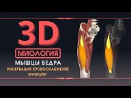 видео из тем