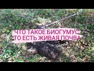 Живая почва. Видео с канала Андрея Николаевича Перевозчикова.