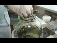 Лечение пиявками(гирудотерапия)