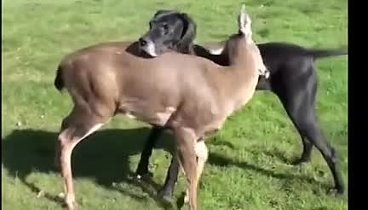 Видеоролик