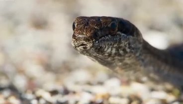 Видеоролик