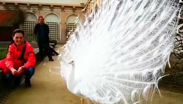 Видеоролик