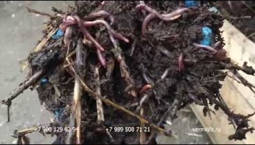 Калифорнийский червь в теплице и биогумус  из отходов лука 04 12 17