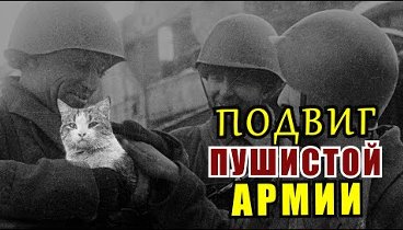 «Мяукающая Дивизия» - Кошки которые спасали Ленинград. Военные Истории