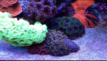 SPS reef tank 600 l