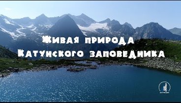 Живая природа Катунского заповедника