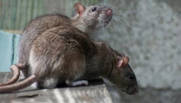 Крысы в метро 24 08 14