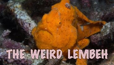 Lembeh, the weird and wonderful