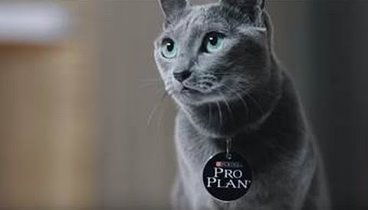 Русская голубая кошка – все о породе кошек – Purina Pro Plan Ukraine
