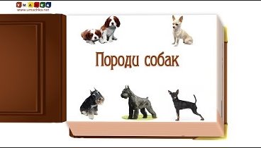 Відео для дітей від 1 року Презентація "Породи Собак" (2)