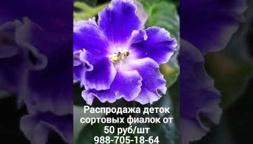 Распродаю фиалки. воцап 988-705-18-64.#георгиевск #георгиевскцветы # ...