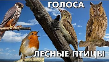 38 лесных птиц и их голоса (Птицы России)