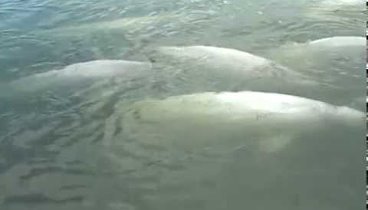 Beluga Whale "Farm" on Chkalov's Island