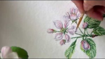 how to paint realistic apple blossom.botanical painting.  watercolor