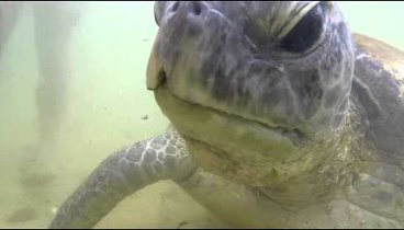 GoPro 3+ Black Edition Sri Lanka feeding turtles at Hikkaduwa / Шри- ...