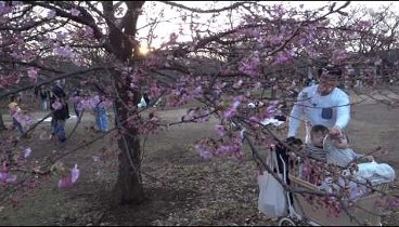 Япония. День святого Валентина в февральском парке Йойоги 2016.