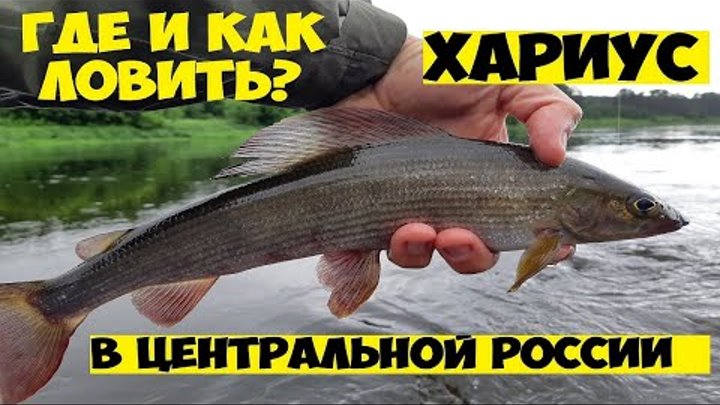1 АПРЕЛЯ . Азов Таганрог Ростов Ейск  РЫБАЛКА клёв фото видео Обуховка Батайск Кагальницкая Левинцовка Бензопилы мечётинская Рогожкино настройка карбюратора