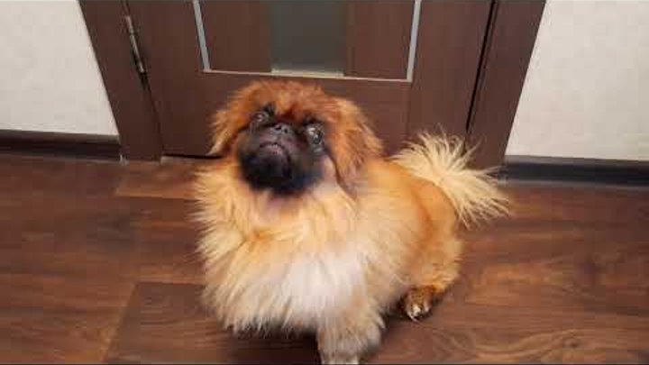 Грозный пекинес. Пекинес. Пекинес палевый окрас. Порода пекинес. Пекинес.