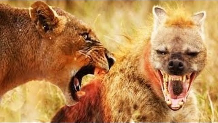 SINGA vs HYENA  Pertarungan BINATANG  BUAS  Sampai Titik 