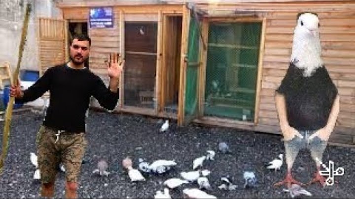 Голубей на армянский образец