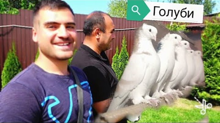 Голубей на армянский образец