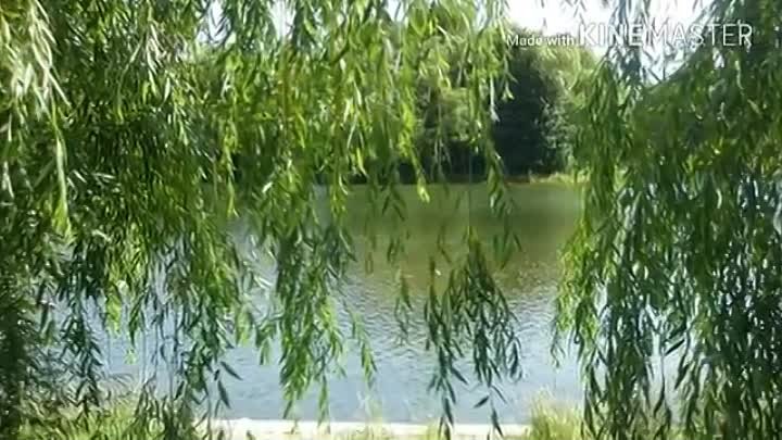 Шум берез. Березы панорама высокого разрешения 2гис. Орбелян шум бёрез. Березы шумят. Берещенье народный праздник.