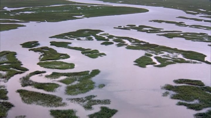 Swamp