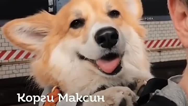 День с корги бентли