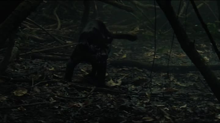 مشاهدة فيلم The Lost City Of Z 2016 مترجم