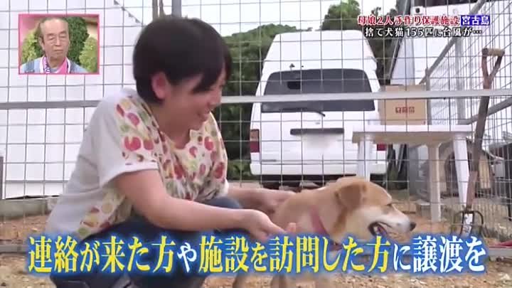志村どうぶつ園 犬 髪型