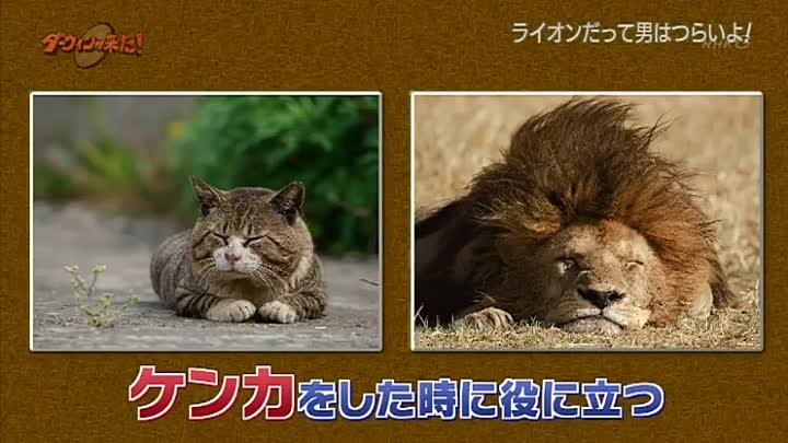 ダーウィンが来た 選 豪華2本立て ネコ大特集