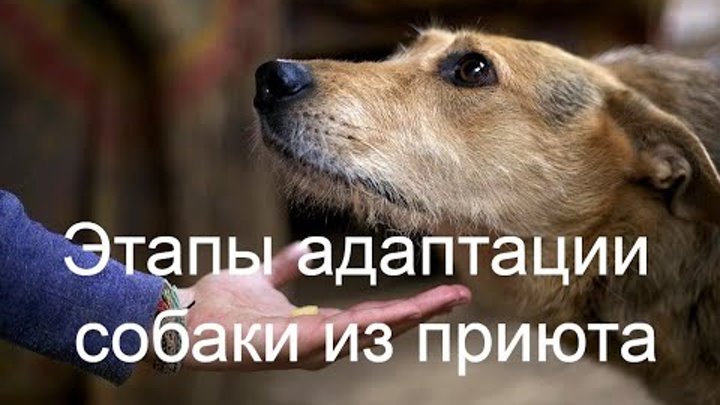 зоопсихолог. адаптация собаки к раздражителям. собака лежит на спинке. адаптация собаки. собаку гладят по спине.