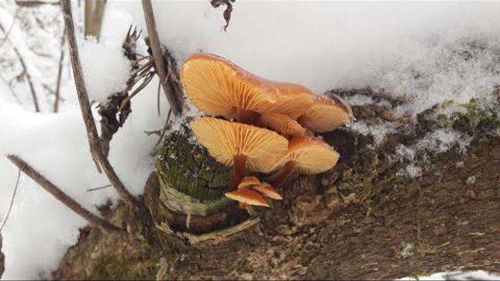 Грибы утонул. МАФ гриб зимой. Вытяжка в грибницу зимой видео. Как белки хранят грибы ютуб.