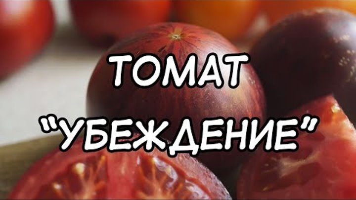 Томат Убеждение. Очередной шедевр вкуса от Брэда Гейтса!