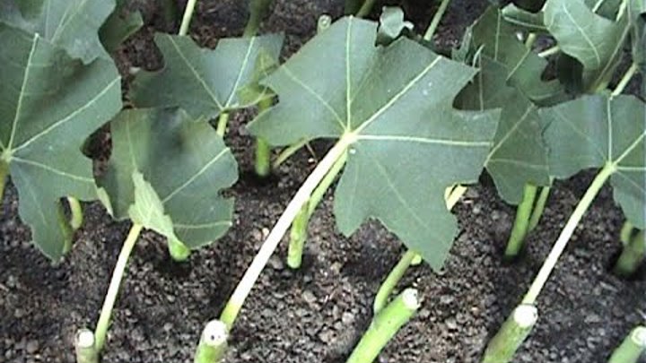 Посадочный материал черенков инжира инжира. Черенки инжира. Черенки инжира. Черенки инжира. Платан черенки.