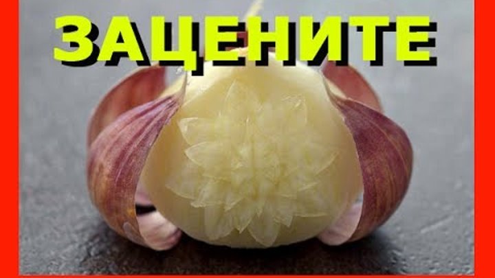 Уборка озимого чеснока. Копаем чеснок. Когда можно убрать чеснок и лук. Когда можно убрать чеснок и лук. Лук севок выкопанный.