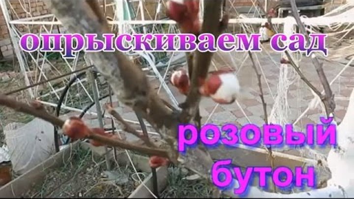 Обработка по розовому бутону