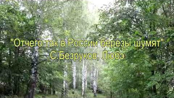 В россии березы шумят. Почему в россии березы шумят. Любэ березы шумят. В россии березы шумят. От чего берёзы шумят.